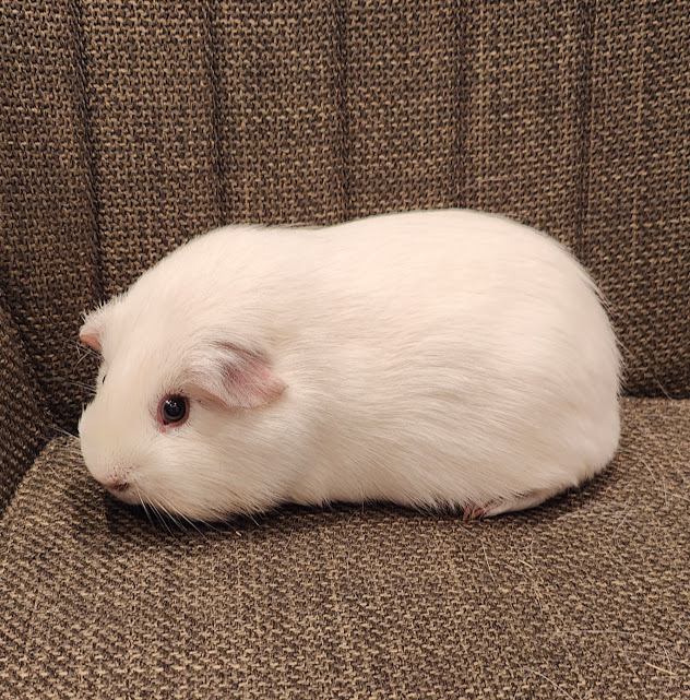 Svend